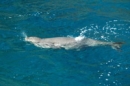 Monk Seal